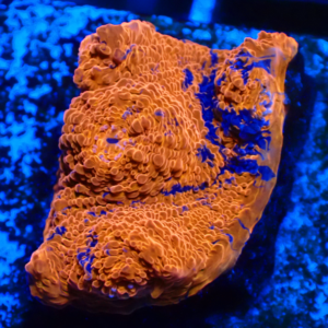 WYSIWYG Rainbow chalice Frag