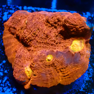WYSIWYG Rainbow chalice Frag