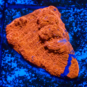WYSIWYG Rainbow chalice Frag