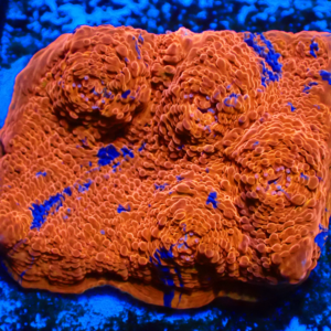 WYSIWYG Rainbow chalice Frag
