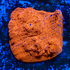 WYSIWYG Rainbow chalice Frag