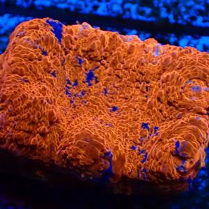 WYSIWYG Rainbow chalice Frag