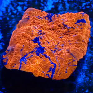 WYSIWYG Rainbow chalice Frag