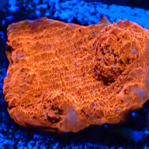 WYSIWYG Rainbow chalice Frag