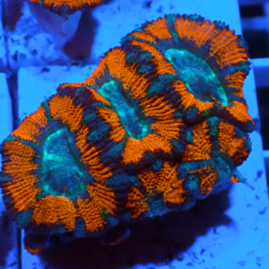 WYSIWYG Acan Frag