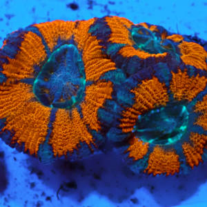 WYSIWYG Acan Frag