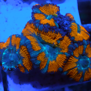 WYSIWYG Acan Frag