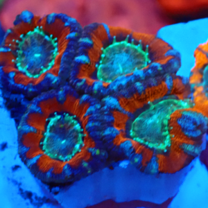 WYSIWYG Acan Frag