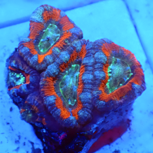 WYSIWYG Acan Frag