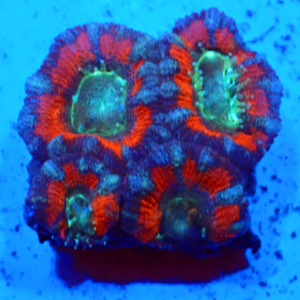 WYSIWYG Acan Frag