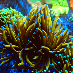 WYSIWYG Premium Gold Torch