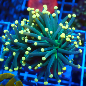 Green Torch Gold tips double heads